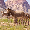 Playful wild burros in Nevada.