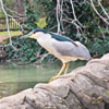 A Night Heron addicted to carbs.