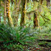 Hoh Rainforest - A truly Magical Place.