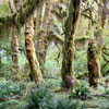 Hoh Rainforest - A truly Magical Place